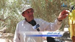 مصائد الزيتون الصديقة للبيئة وسيلة لزيادة كمية إنتاج الزيتون