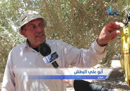 مصائد الزيتون الصديقة للبيئة وسيلة لزيادة كمية إنتاج الزيتون