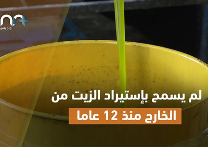 موسم زيتون ماسي في فلسطين
