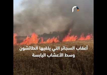 نيران الصيف تعدم القمح في أرضه .. والفاعل مجهول !!