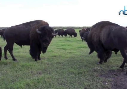 هكذا أبادت أميركا حيوان البيسون .. وطردت السكان الأصليين