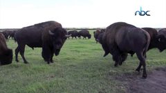 هكذا أبادت أميركا حيوان البيسون .. وطردت السكان الأصليين
