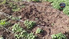 عدو شرس يتهدد المزارعين.... ولاحلول في الأفق