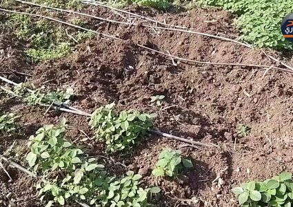 عدو شرس يتهدد المزارعين.... ولاحلول في الأفق