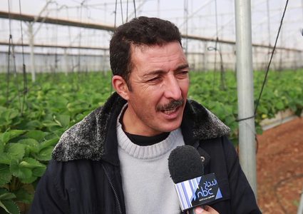 موسم جني ثمار الفراولة في قلقيلية