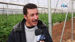 موسم جني ثمار الفراولة في قلقيلية