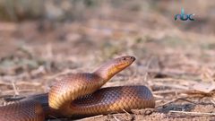 هل تعاني من رهاب الأفاعي؟ نقدم لك أبرز النصائح للتغلب على ذلك