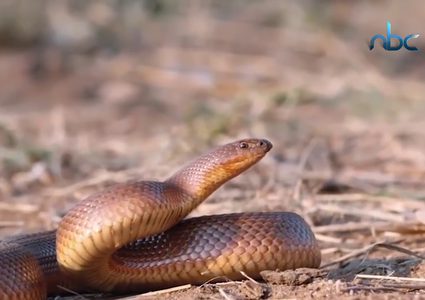 هل تعاني من رهاب الأفاعي؟ نقدم لك أبرز النصائح للتغلب على ذلك