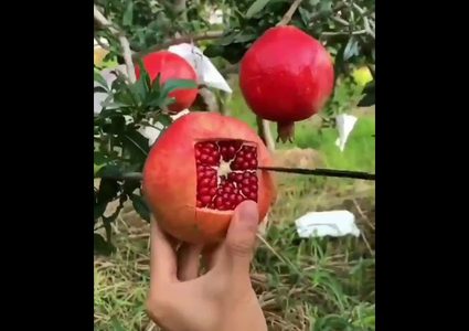 حيلة ذكية تمكنك من تقشير ثمرة الرمان في لحظات