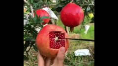 حيلة ذكية تمكنك من تقشير ثمرة الرمان في لحظات