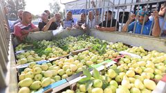 جوافة قلقيلية المدللة تواجه مجموعة من التحديات