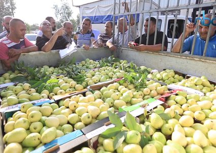 جوافة قلقيلية المدللة تواجه مجموعة من التحديات