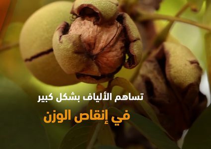 الجوز يساعد على خسارة الوزن