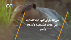 ما الحيوان الذي يلقب بمهندس النظم البيئية؟