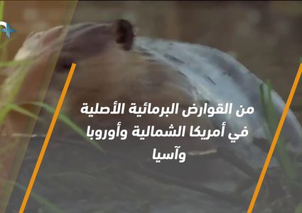 ما الحيوان الذي يلقب بمهندس النظم البيئية؟