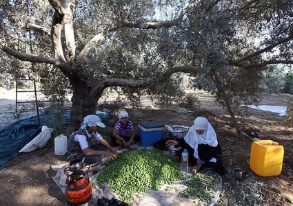 افتتاح المهرجان الوطني الأول للزيتون في البلدة القديمة بالخليل