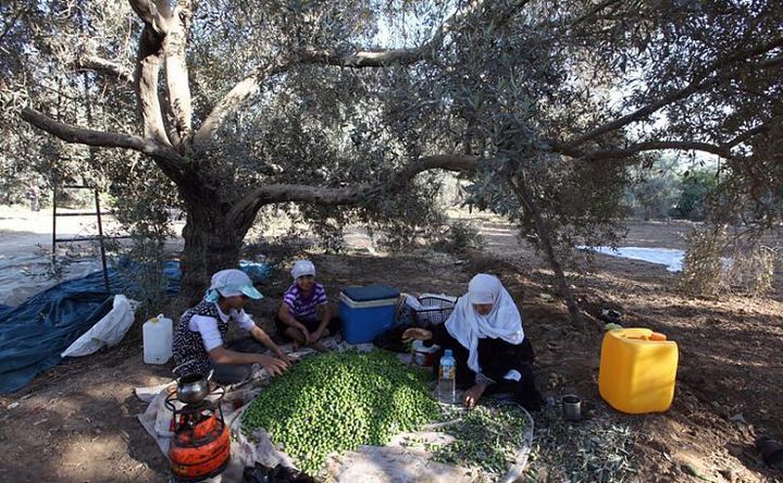 افتتاح المهرجان الوطني الأول للزيتون في البلدة القديمة بالخليل