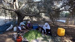 افتتاح المهرجان الوطني الأول للزيتون في البلدة القديمة بالخليل