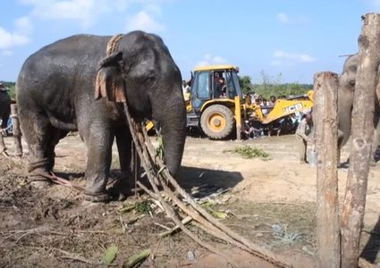 نفوق فيل بعد احتجازه