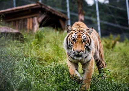 ناب من ذهب لنمر فقد أحد أنيابه