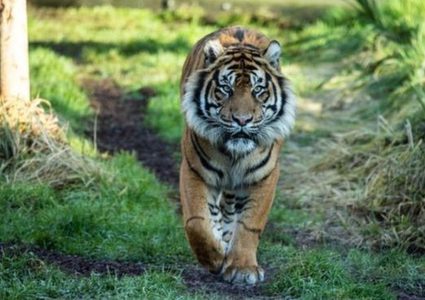 إندونيسيا.. نمر سومطري يقتل مزارع و يصيب سائح بجراح خطيرة !