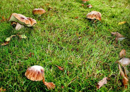 الفطر يعزز جهاز المناعة