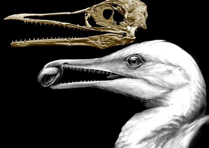 للمرة الأولى.. العثور على أحفورة طائر "لا يطير"