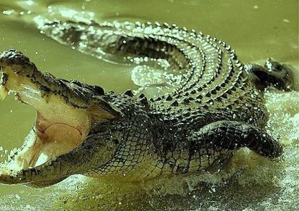 أسترالي ينجو بأعجوبة بعد ضياعه في "غابة التماسيح" !