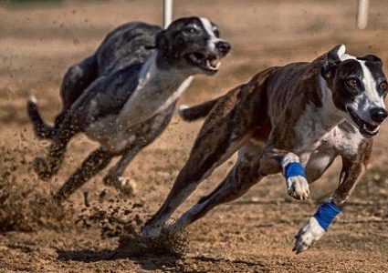 فرنسا.. مصرع إمرأة بعد أن هاجمتها مجموعة من كلاب الصيد