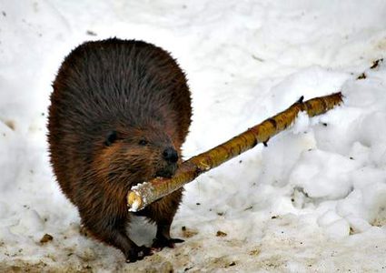 بريطانيا.. الإستعانة بالقنادس لبناء السدود ومنع الفيضانات