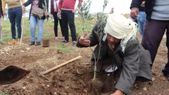 زراعة 200 شجرة زيتون جنوب طوباس