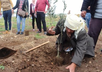 زراعة 200 شجرة زيتون جنوب طوباس