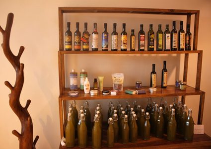 الاحتفال بمهرجان حصاد الزيتون "جاروعة 2019" في برقين