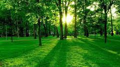 دراسة: العيش في المناطق المخضرة يطيل العمر