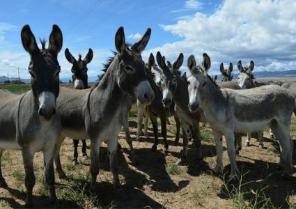 ما هو الخطر الذي يهدد الحمير في العالم بالإنقراض ؟