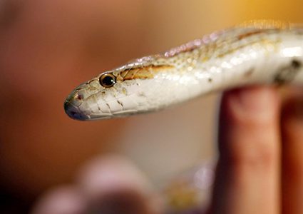 معركة مثيرة بين فأر وأفعى سامة