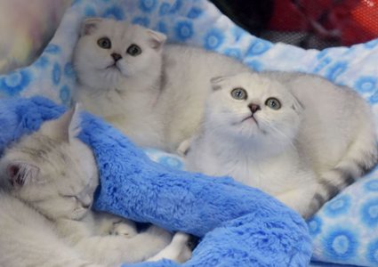 قطط تصاب بالرعب بسب تغير وجوه أصحابها على تطبيق