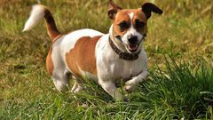 كلب يكتشف ورما سرطانيا لدى صاحبته