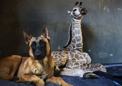 تعرفوا على قصة الصداقة التي تجمع طفل زرافة بكلب ضخم