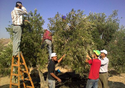 انطلاق فعاليات مهرجان طولكرم للزيتون
