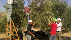 انطلاق فعاليات مهرجان طولكرم للزيتون