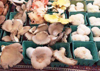 دراسة: فطر المشروم "علاج سحري" لمرضى الإكتئاب !