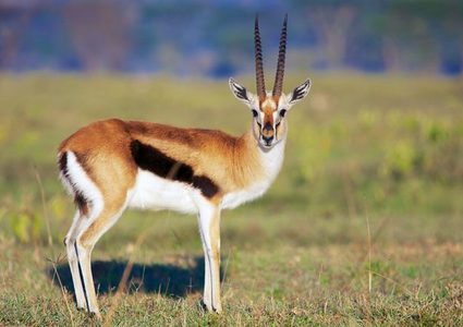 ثعبان ضخم يهاجم غزال من قلب بحيرة موحلة