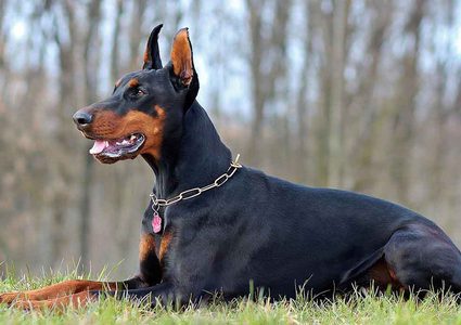 دراسة تفند نظرية الشيخوخة عند الكلاب