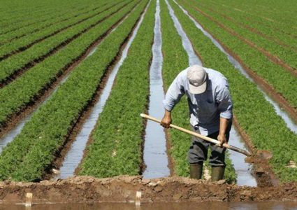 إطلاق خطة العنقود الزراعي بالأغوار الاسبوع المقبل