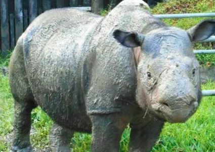 نفوق آخر حيوان وحيد قرن من فصيلة سومطرة