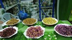 انطلاق فعاليات مهرجان الزيتون الأول في مدينة طولكرم