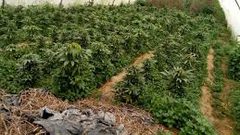 إتلاف 18 ألف شتلة من المخدرات بالخليل