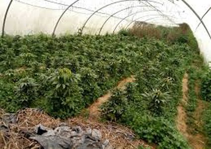 إتلاف 18 ألف شتلة من المخدرات بالخليل