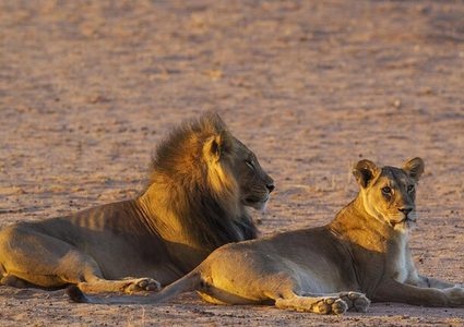 هروب أسد متنزه يسبب حالة من الذعر